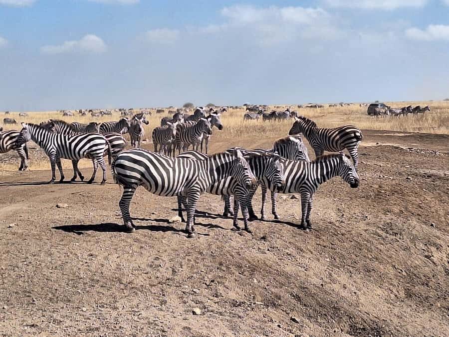 Nairobi National Park,Giraffe Center,Orpanage&Karen Blixxen - Price and Logistics: Is the $80 Good Value?