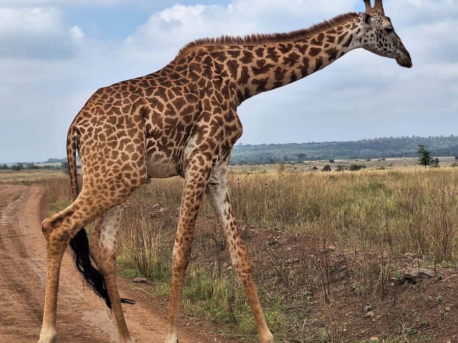 Nairobi National Park,Giraffe Center,Orpanage&Karen Blixxen - Who This Tour Fits Best (And Who Might Want a Different Plan)