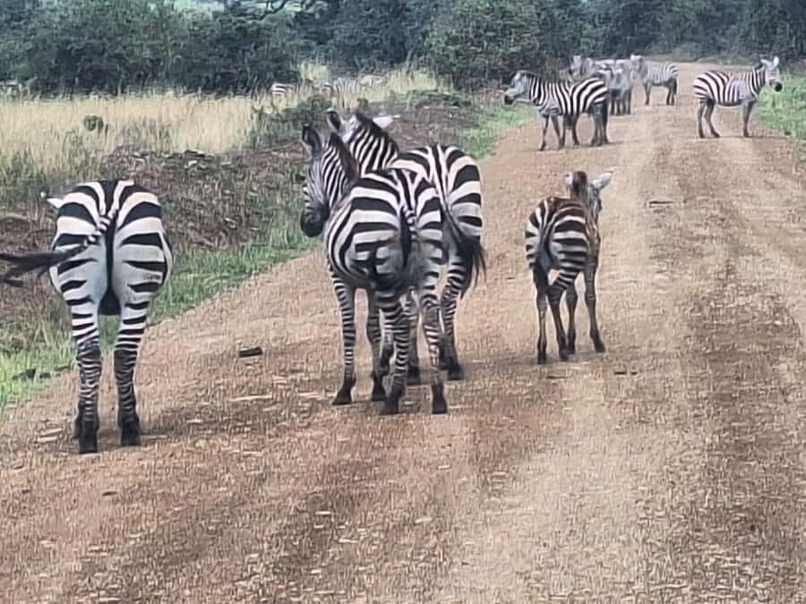 Nairobi National Park,Giraffe Center,Orpanage&Karen Blixxen - Practical Planning Notes That Keep the Day Smooth