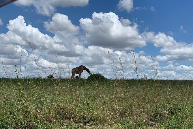 Nairobi National Park,Giraffe Centre, Karen Blixen Museum. - Giraffe Centre: conservation education with hands-on time