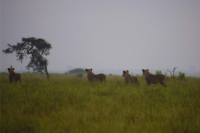 Nairobi National Park,Giraffe Centre, Karen Blixen Museum. - Karen Blixen Museum: a cultural reset after the safari
