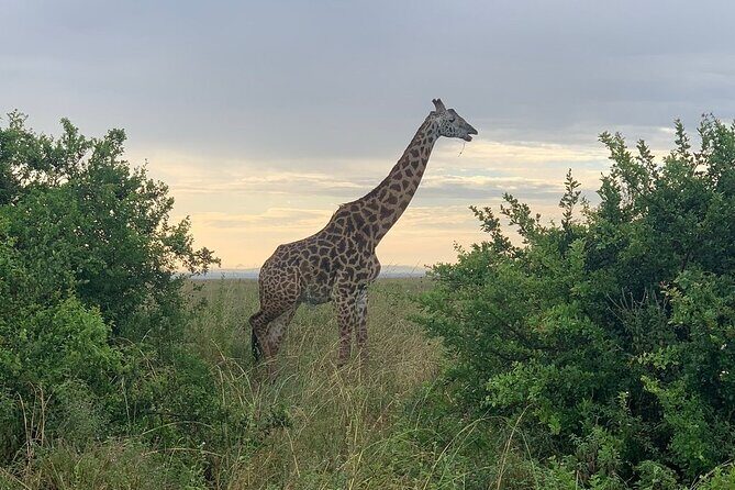 Nairobi National Park,Giraffe Centre, Karen Blixen Museum. - Getting around Nairobi in an air-conditioned safari van