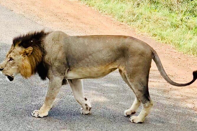Nairobi National Park,Giraffe Centre, Karen Blixen Museum. - Timing pressure and the 1pm drop-off reality
