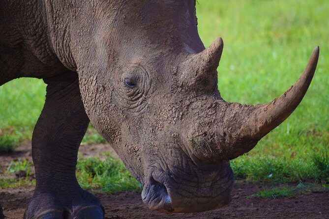 Nairobi National Park,Giraffe Centre, Karen Blixen Museum. - Nairobi National Park game drive at 6:00am: the timing matters