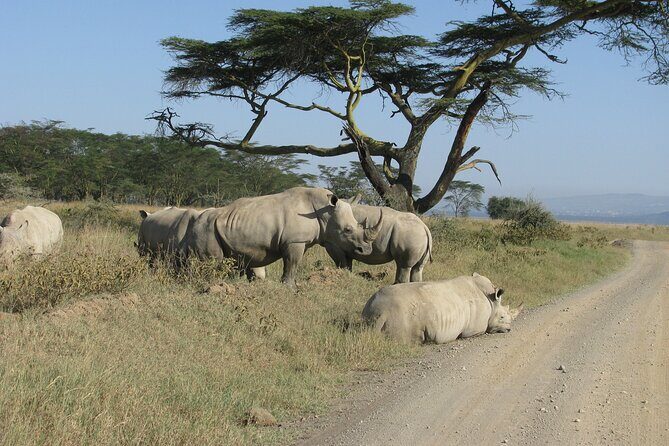 Nairobi Park Wildlife Safari - Nairobi Safari Walk and the Animal Orphanage: closer than you expect