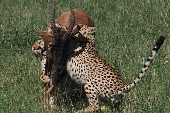 Nairobi Park Wildlife Safari - Price and value: what $400 really buys (and what it doesn’t)