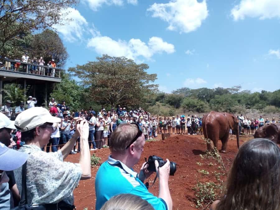 Nairobi: Private Elephant Orphanage Tour - Meeting David Sheldrick at 10:45 AM: How to Use This Day Well