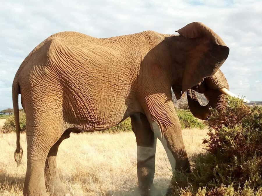 Nairobi: Private Elephant Orphanage Tour - Elephant Adoption: Turning a Visit Into Real Understanding