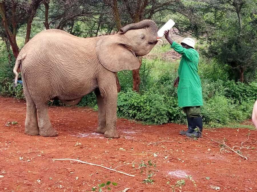 Nairobi: Private Elephant Orphanage Tour - Price and Logistics: What You Pay Versus What You Must Budget