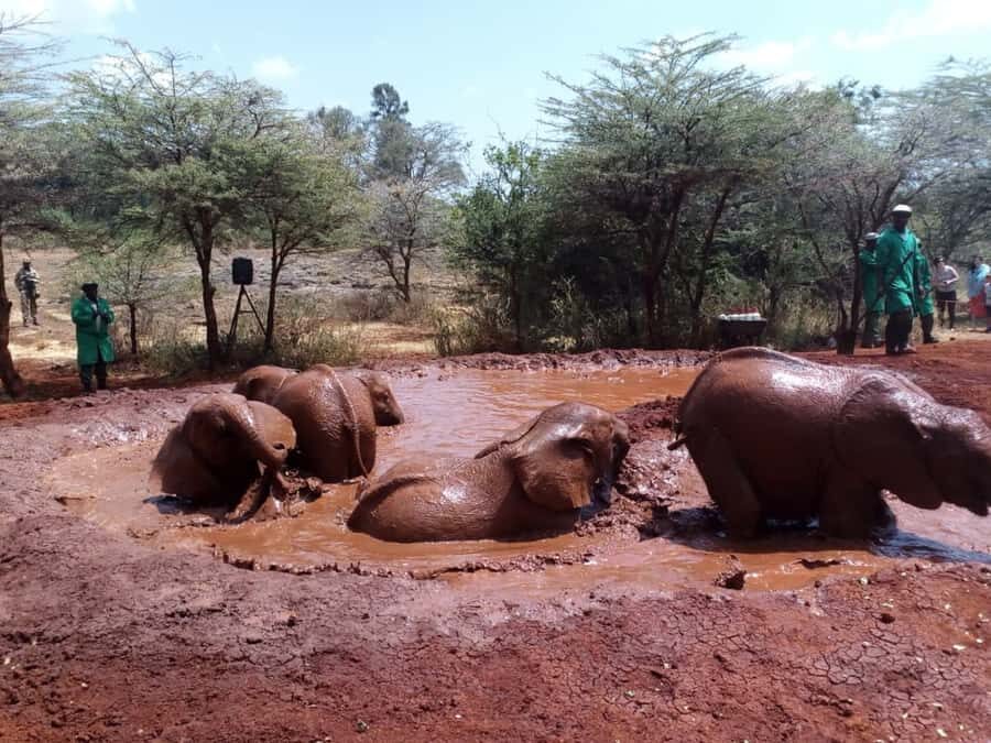 Nairobi: Private Elephant Orphanage Tour - Duration and Timing: Getting the Most From a Structured Half-Day Feel