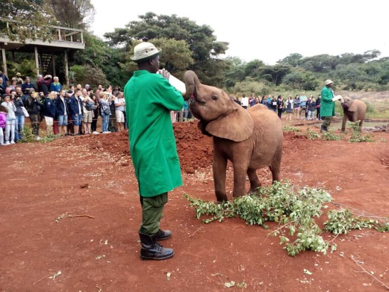 Nairobi: Private Elephant Orphanage Tour - The Orphanage Experience: What Up Close With Baby Elephants Really Feels Like