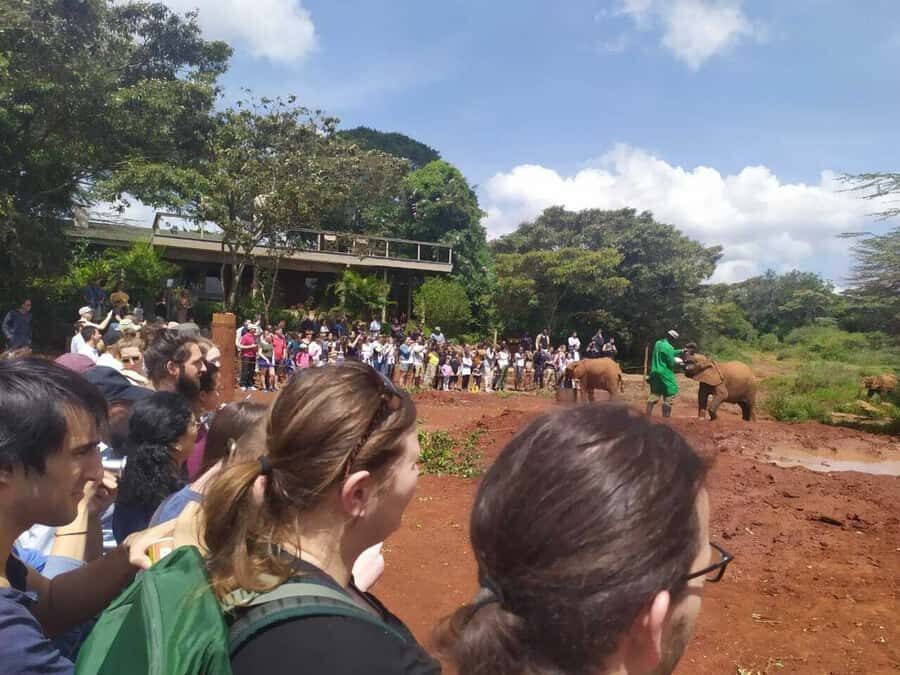 Nairobi: Private Elephant Orphanage Tour - What to Bring (and What to Skip) for Comfort