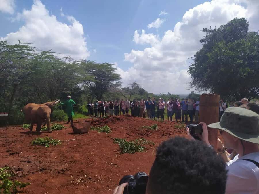 Nairobi: Private Elephant Orphanage Tour - Languages and Guide Setup: How to Match Your Day to Your Needs