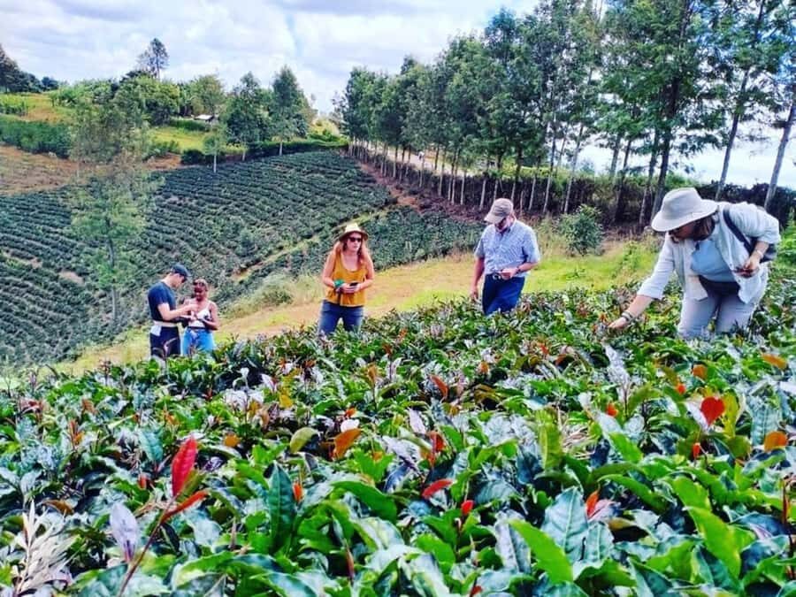 Nairobi: Purple Tea Farm Gatura Greens Day Trip - First stop: the host welcome and tea tasting ceremony