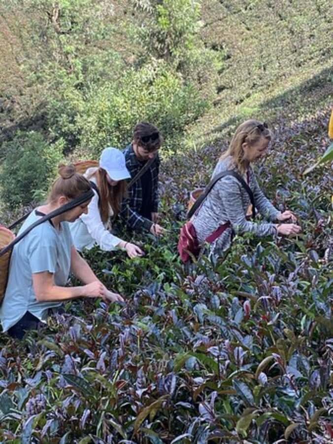 Nairobi: Purple Tea Farm Gatura Greens Day Trip - In the tea fields: picking leaves the way it’s meant to be done