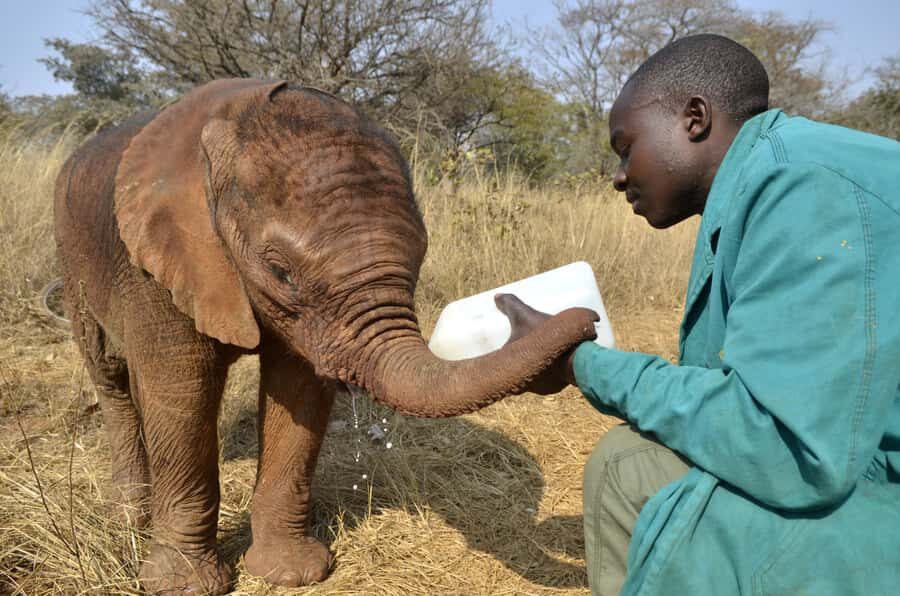 Nairobi: Sheldrick Elephant Orphanage and Giraffe Center - Key highlights worth planning for
