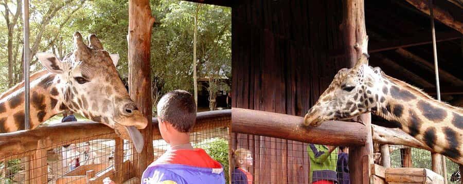 Nairobi: Sheldrick Elephant Orphanage and Giraffe Center - A 6-hour Nairobi animal day that actually flows