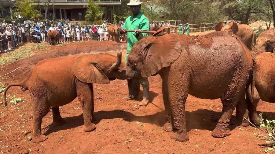 Nairobi: Sheldrick Elephant Orphanage and Giraffe Center - The Giraffe Centre and Rothschild’s giraffes: feeding the long black tongues