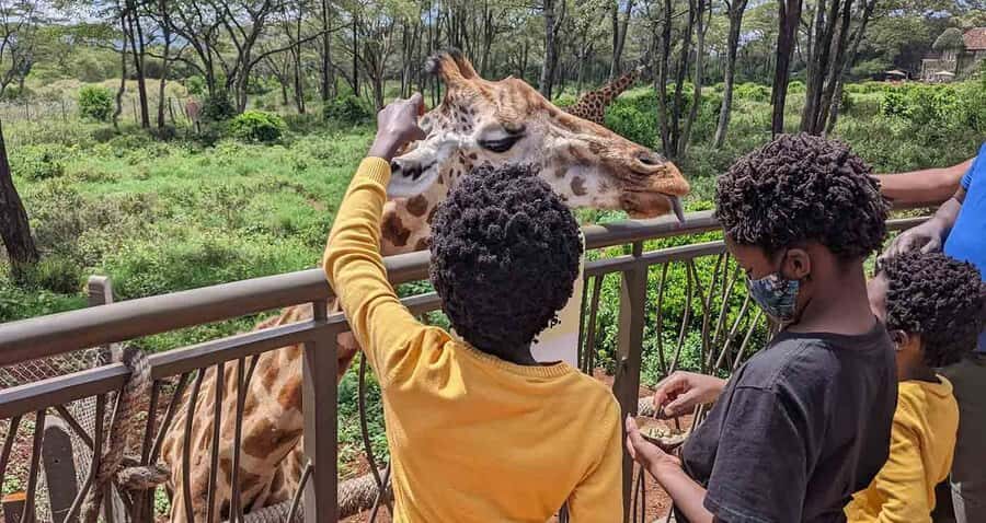 Nairobi: Sheldrick Elephant Orphanage and Giraffe Center - David Sheldrick Elephant Orphanage: baby elephants, keeper talks, and the right viewing spots