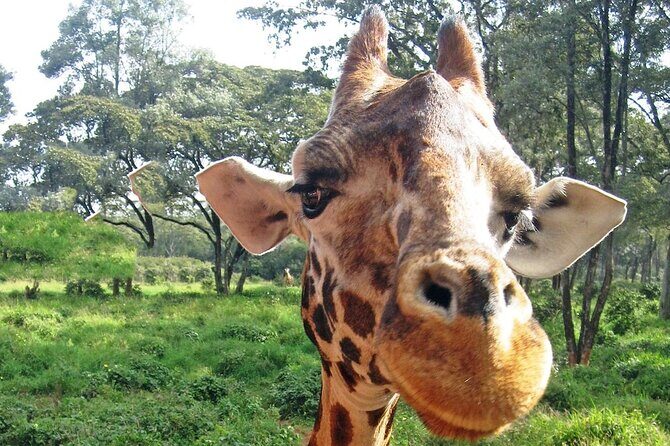 Nairobi Stopover & Layover Tour – Private, Fast & Flexible! - How long should you book: 3, 5, or up to 10 hours?