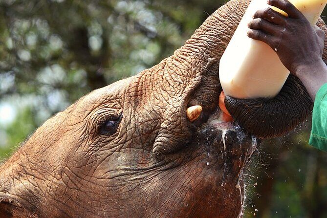 Nairobi Stopover & Layover Tour – Private, Fast & Flexible! - Nairobi National Park: wildlife minutes from the city skyline