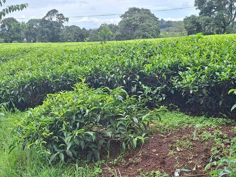Nairobi: Tea Farm Day Trip with Lunch at kiambethu - Key highlights to know before you go