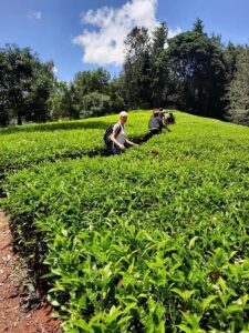 Nairobi: Tea Farm Day Trip with Lunch at kiambethu - The 11:00 start: welcome tea, snacks, and a farm history talk