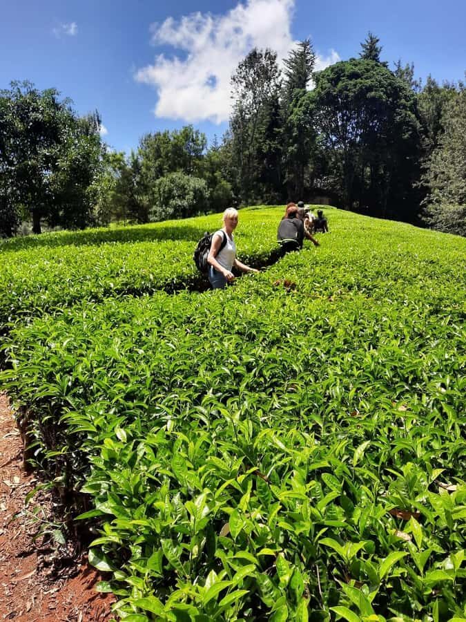 Nairobi: Tea Farm Day Trip with Lunch at kiambethu - Walking the tea fields and learning how harvesting really works