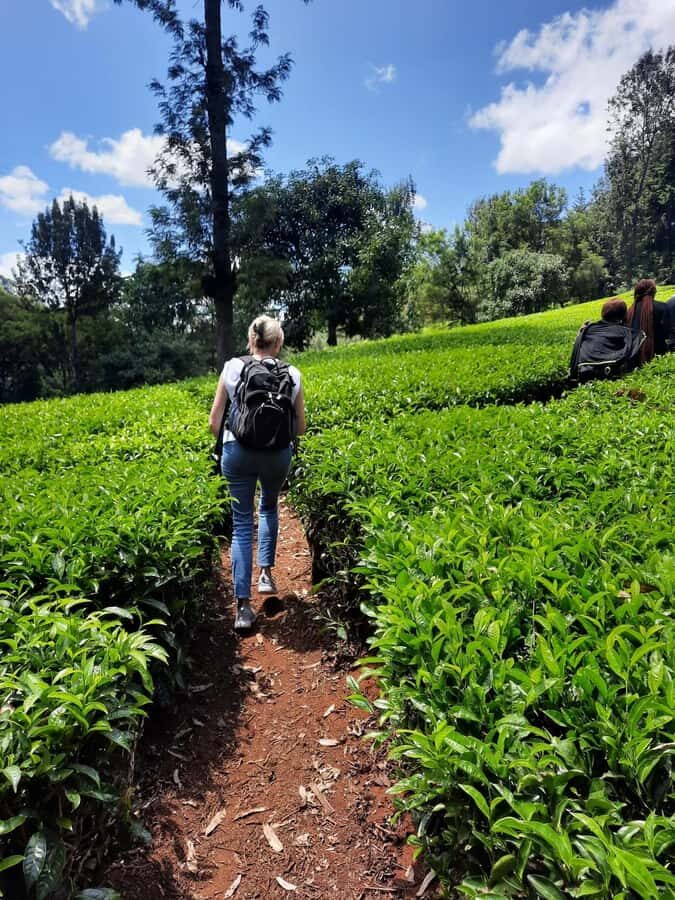 Nairobi: Tea Farm Day Trip with Lunch at kiambethu - From leaf to tea: roasting, hand-rolling, drying, and packaging