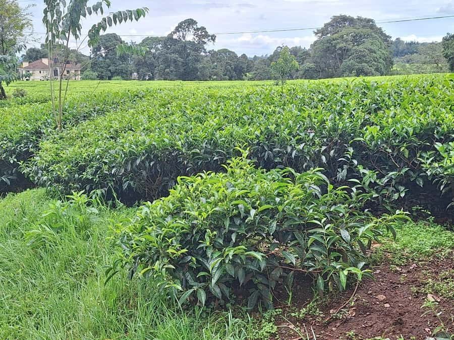 Nairobi: Tea Farm Day Trip with Lunch at kiambethu - Bonfire time in the gardens: a calm end to a full day