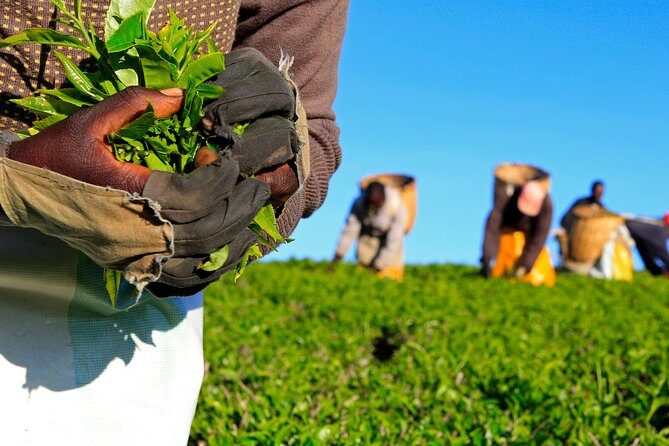 Nairobi to Kiambethu Tea Farm Tour - Nairobi to Kiambethu: how the timing sets the mood