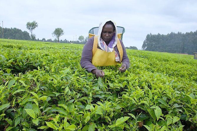 Nairobi to Kiambethu Tea Farm Tour - Kiambethu Tea Farm: the tea history and field-level walk you actually need