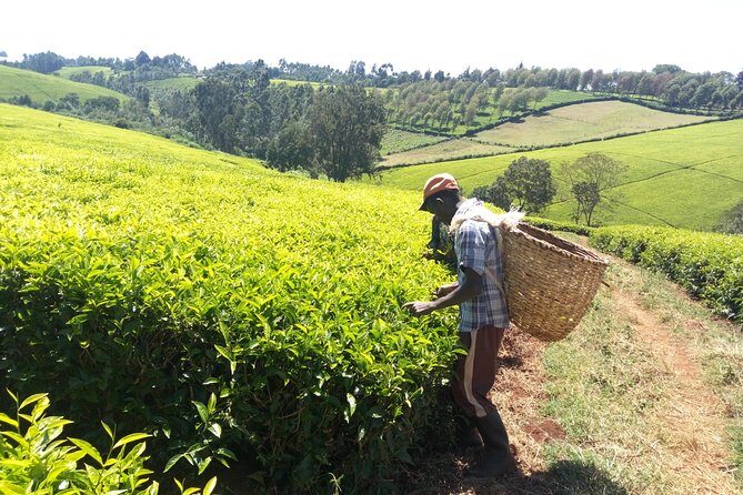 Nairobi to Kiambethu Tea Farm Tour - Tea processing and tasting: from leaves to your cup