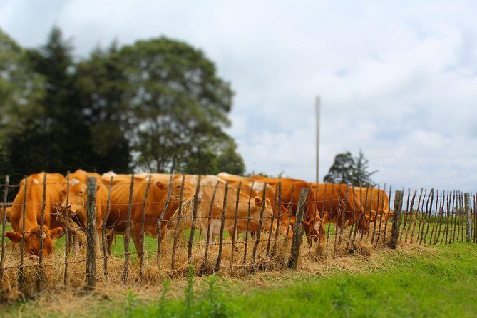 Nairobi to Kiambethu Tea Farm Tour - Price and value: is $108 per person a fair deal?