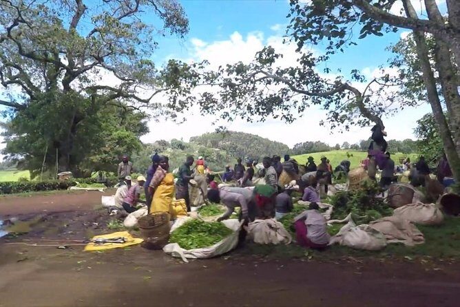 Nairobi to Kiambethu Tea Farm Tour - Should you book the Kiambethu Tea Farm tour?