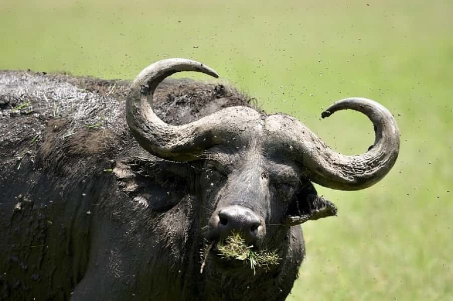 Nairobi:Day trip to Amboseli National park & Maasai village - The picnic lunch break inside the park