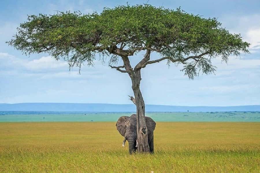 Nairobi:Day trip to Amboseli National park & Maasai village - Cost and value: what the $190 really covers