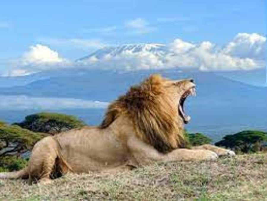 Nairobi:Day trip to Amboseli National park & Maasai village - Rules that affect your day (and what to bring)