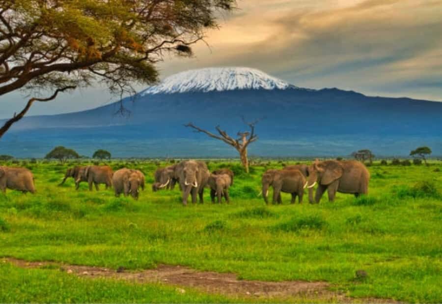 Nairobi:Day trip to Amboseli National park & Maasai village - Entering Amboseli: where Kilimanjaro becomes part of the safari