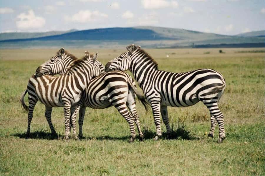 Nairobi:Group Hell's Gate National Park & Lake Naivasha Tour - Lunch near Naivasha: what’s included and what costs extra