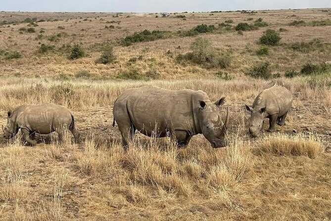 National Park Half-Day Group Tour in Nairobi with Pickup - Nairobi National Park: Wildlife, Plus That City-Edge View