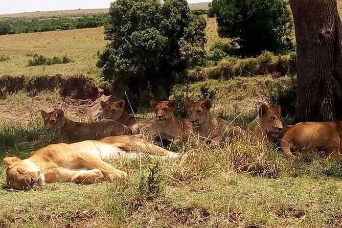 National Park Half-Day Group Tour in Nairobi with Pickup - Group Size, Comfort, and Photo Reality