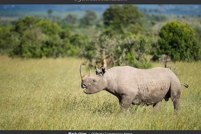 Ol Pejeta Conservancy Day Tour from Nairobi - Key things to know before you go