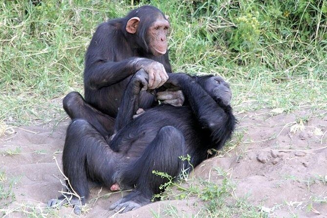 Ol Pejeta Conservancy Day Tour from Nairobi - Why Ol Pejeta is worth the early start from Nairobi