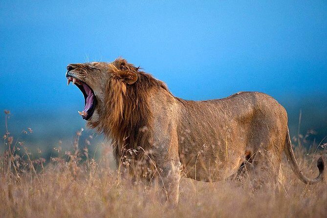 Ol Pejeta Conservancy Day Tour from Nairobi - Northern Ol Pejeta game drive: chimps, Big Five, and rhino odds