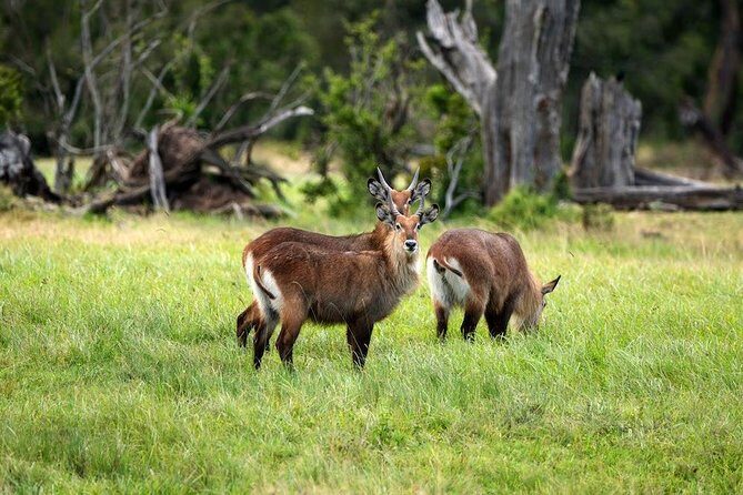 Ol Pejeta Conservancy Day Tour from Nairobi - Price and logistics: what’s included in the $380, and what costs extra