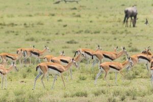 Olpejeta, Lake Naivasha, Masai Mara 5 Days Private Kenya Jeep tour - Day 2: Lake Naivasha boat safari and Crescent Island walking