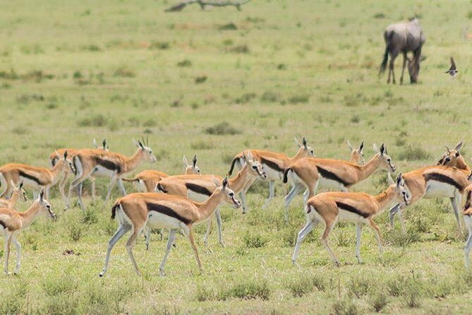 Olpejeta, Lake Naivasha, Masai Mara 5 Days Private Kenya Jeep tour - Day 2: Lake Naivasha boat safari and Crescent Island walking