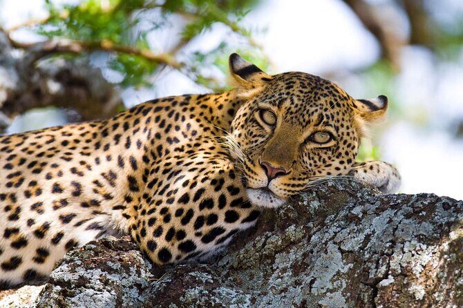 One Day Tour to Maasai Mara Game reserve from Nairobi - From Nairobi at 5:00am: the Fast Route to Maasai Mara