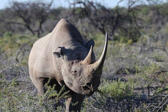One Day Tour to Maasai Mara Game reserve from Nairobi - How the Pop-Up Roof Land Cruiser Helps You See More